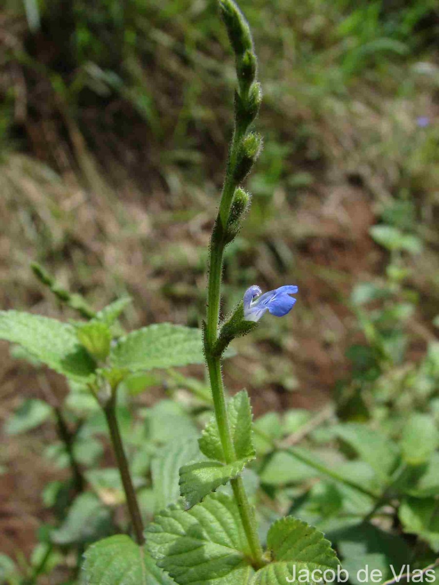 Salvia misella Kunth